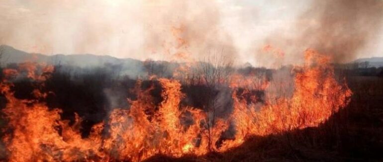 На Закарпатті знову масово палає сухостій