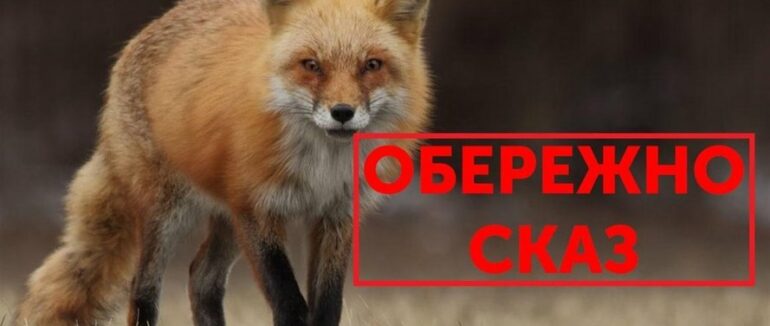 На Закарпатті зафіксували випадок сказу лисиці