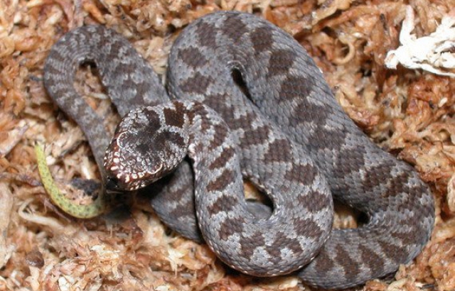 В Карпатах змії кусають людей: 31-річна жінка в реанімації