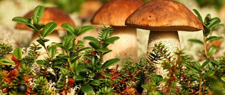 Закарпатцям нагадують про правила збирання та споживання грибів