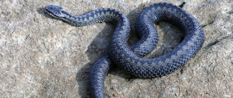 На Закарпатті змія вкусила однорічну дитину