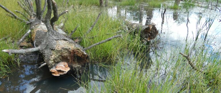 На Закарпатті бобри створили угіддя на висоті майже 900 метрів над рівнем моря
