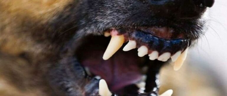 На Хустщині собака до смерті загриз жінку (ФОТО 18+)