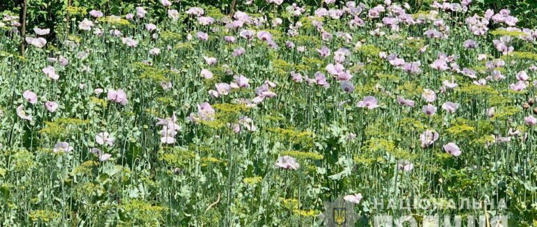 Поліцейські вилучили з дворогосподарств закарпатців понад 1000 рослин снодійного маку