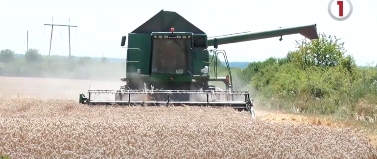 Збирають перший врожай: на Закарпатті тривають жнива (ВІДЕО)