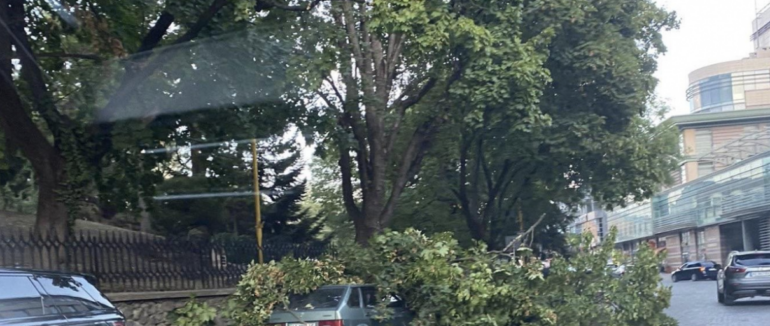 В центрі Ужгорода древа впали на припарковані авто