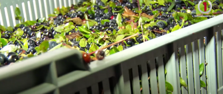 “Чорничний підробіток”: у Керецьківській ТГ стартував сезон збору яфини (ВІДЕО)