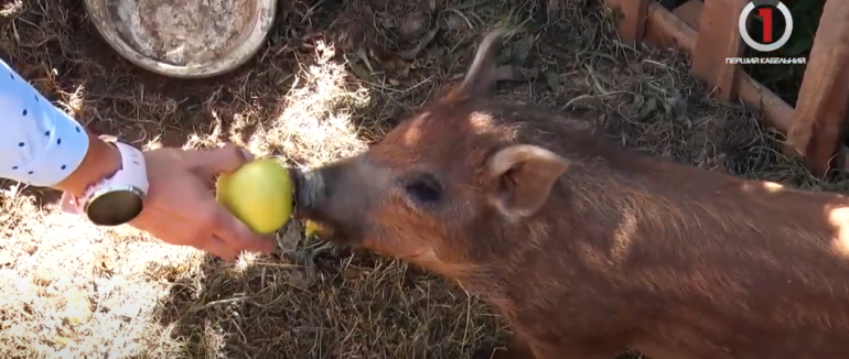 Життя “Барбосу” у війну: які тварини поповнили ужгородський притулок (ВІДЕО)