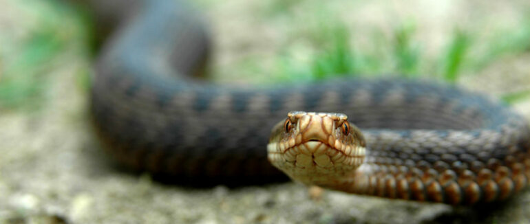 На Міжгірщині 70-річний чоловік потрапив до лікарні через укус змії