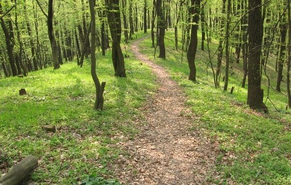 Чоловік, який зник у лісі на Іршавщині, сам знайшов вихід