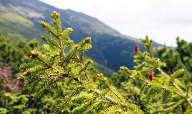 У Карпатах продовжили пошук закарпатця, який зник кілька днів тому