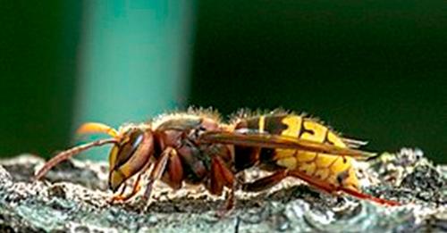 Внаслідок укусів шершнів на Закарпатті загинули двоє людей