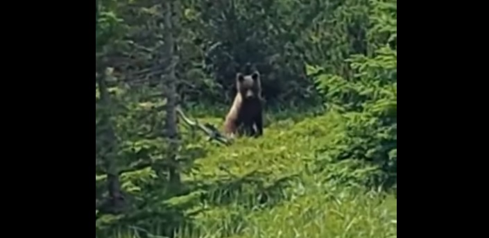 Під час патрулювання кордону України з Румунією прикордонний наряд зустрів ведмедя