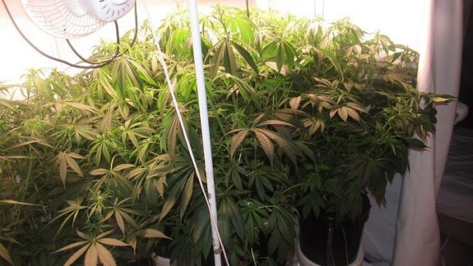 У Києві 23-річний закарпатець вирощував коноплю