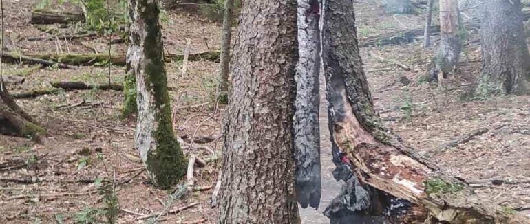 На Рахівщині черес підпал сухого дерева ледь не загорівся ліс