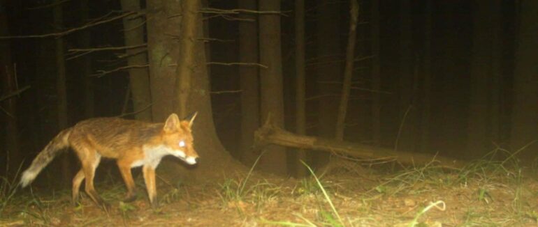 На Закарпатті фотокамери зафіксували диких тварин