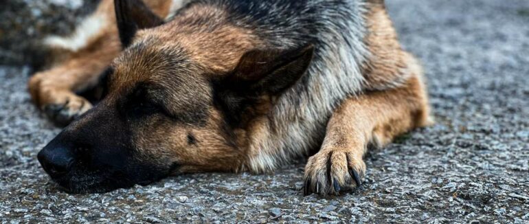 Історія вівчарки, яка допомагає військовим 128-ої бригади на фронті