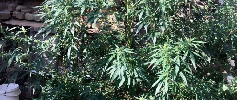 У Мукачеві та на Берегівщині вилучили майже 70 кущів конопель