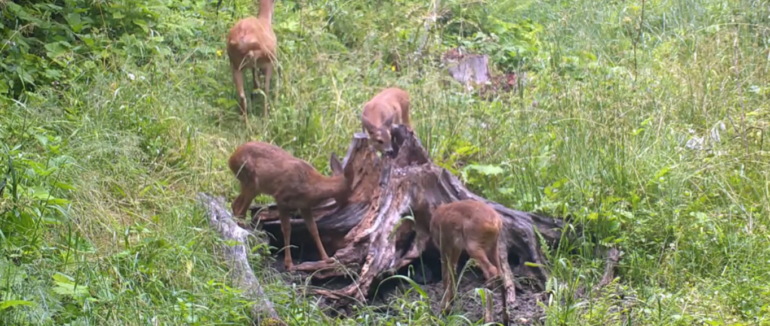 На Рахівщині у лісі зафіксували сімейство косуль