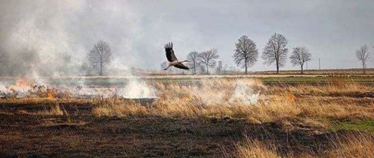 На Закарпатті посилюють пошуки паліїв сухої трави