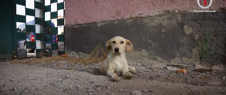 Історія чотирилапих Іршавщини: як волонтери спільно з чеськими партнерами дбають про безпритульних (ВІДЕО)