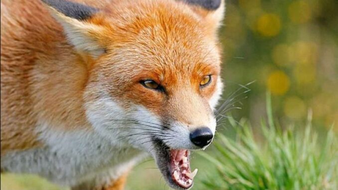 На Закарпатті виявили сказ: як вберегтися