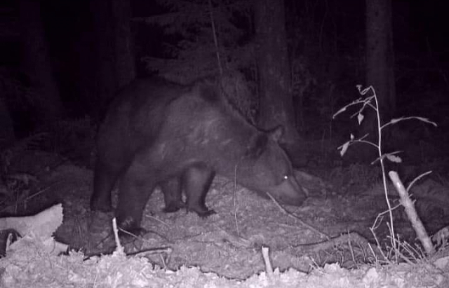 На Закарпатті ведмідь потрапив на фотопастку