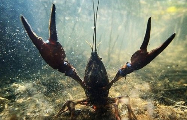 На Закарпатті заборонили ловити раків: штраф до 680 за кожну особину