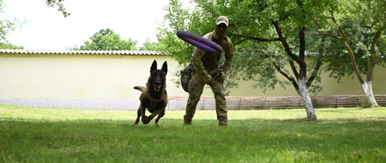 В антитерористичному підрозділі Закарпаття служить пес спеціального призначення