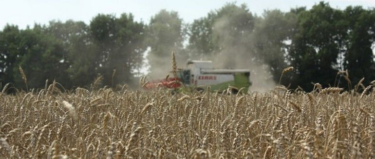На Закарпатті намолотили понад 80 тисяч тонн зернових