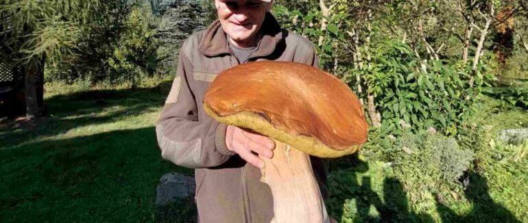 Гриба-гіганта вагою 3 кг знайшли на Закарпатті