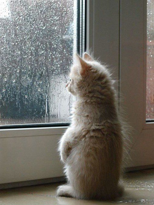 Закарпатців попередили про зливи з градом