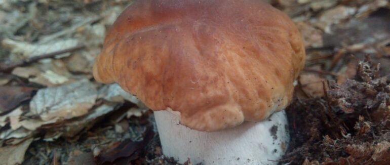 У Карпатах розпочався грибний сезон