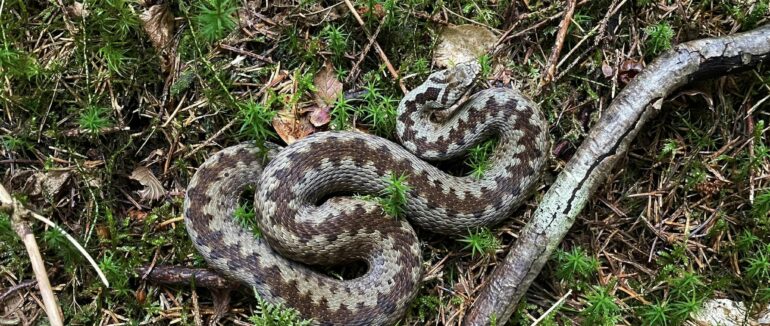 На Рахівщині ще активні гадюки