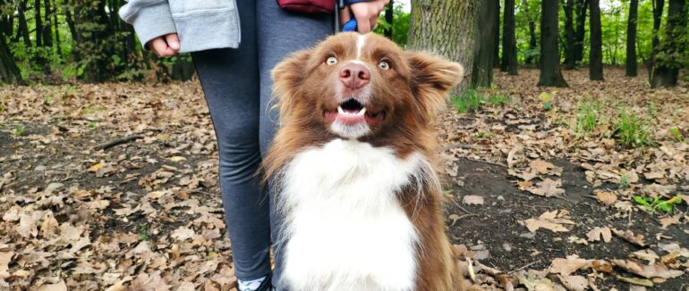 “Друзі наші менші”: у Мукачеві відбулися показові виступи за участю чотирилапих