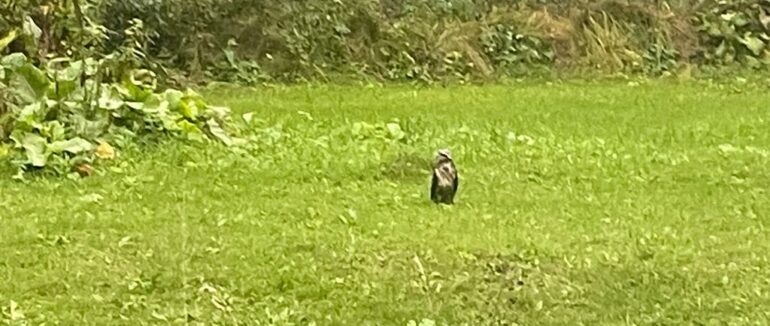 На Закарпатті врятували знесиленого яструба із травмованим крилом (ФОТО)
