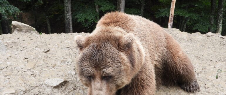 Волонтери з Чехії привезли допомогу ведмедям у реабілітаційному центрі на Закарпатті