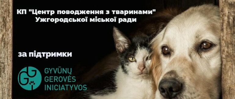 В Ужгороді стартував проєкт стерилізації тварин соціально незахищених містян