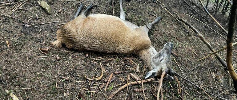 На Міжгірщині за тиждень отруїли двох оленів