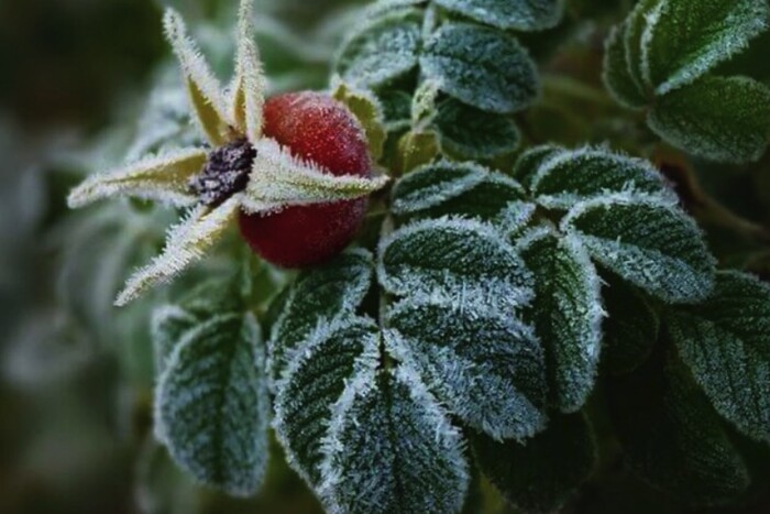 На Закарпатті прогнозують заморозки