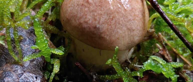 Грибний сезон на Закарпатті: у кількох районах вже збирають гриби