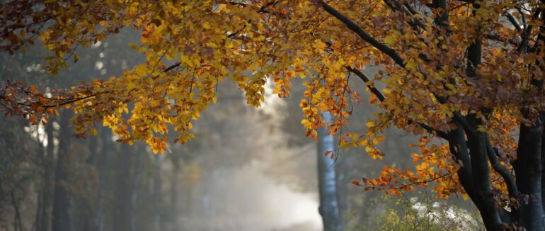 Вихідними на Закарпатті потеплішає – прогноз погоди