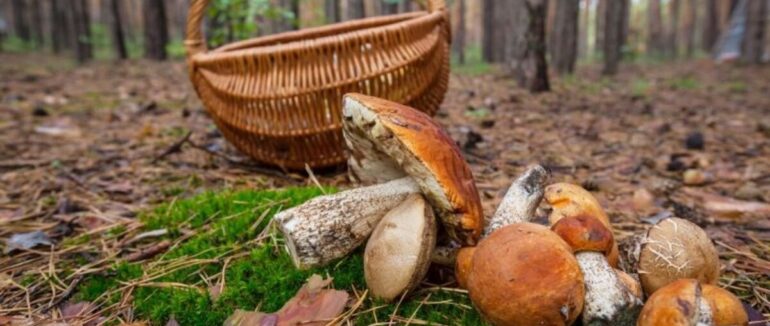 На Закарпатті шукають жінку, яка пішла по гриби і зникла