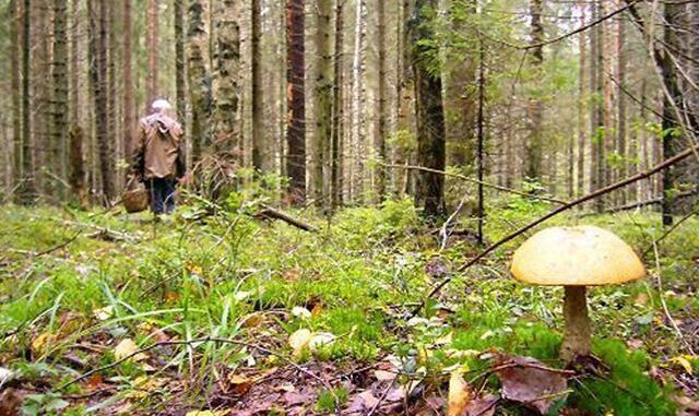 У горах Закарпаття шукають заблукалого чоловіка