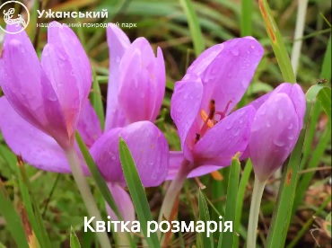 В Ужанському нацпарку масово розцвітає розмарія – пізньоцвіт осінній