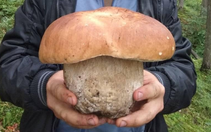 Сезон “тихого полювання”: закарпатець знайшов велетенський гриб