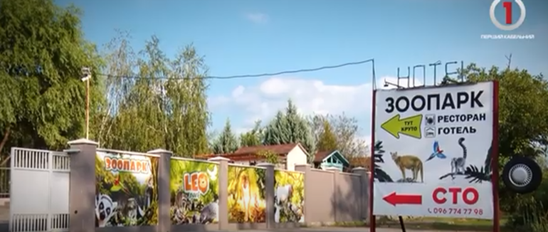 “Леопарк” у Березинці запрошує на річницю: унікальні пухнасті тварини чекають усіх (ВІДЕО)