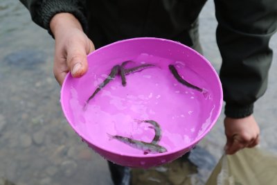 На Закарпатті провели акцію з зарибнення гірської річки