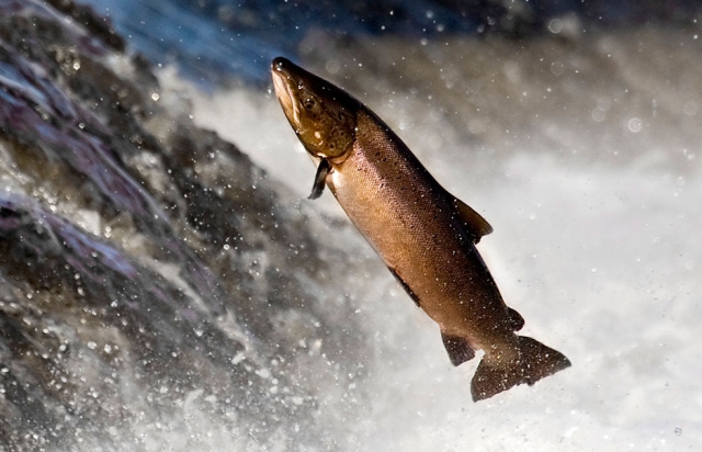 Річки Закарпаття поповнять мальками лосося дунайського