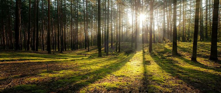 На Закарпатті знову дозволено відвідувати ліси